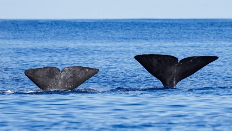 Two whale tails emerging from the ocean against a clear blue sky.