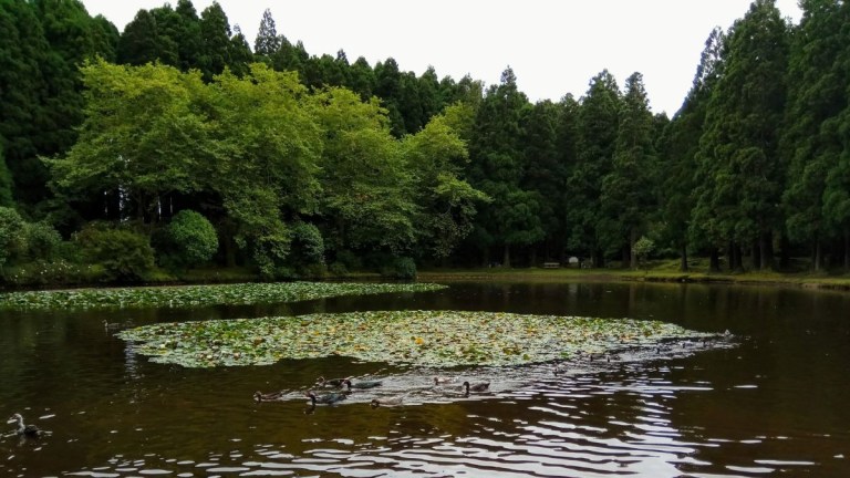 Ducks swim in a pond with lily pads, surrounded by dense trees.
