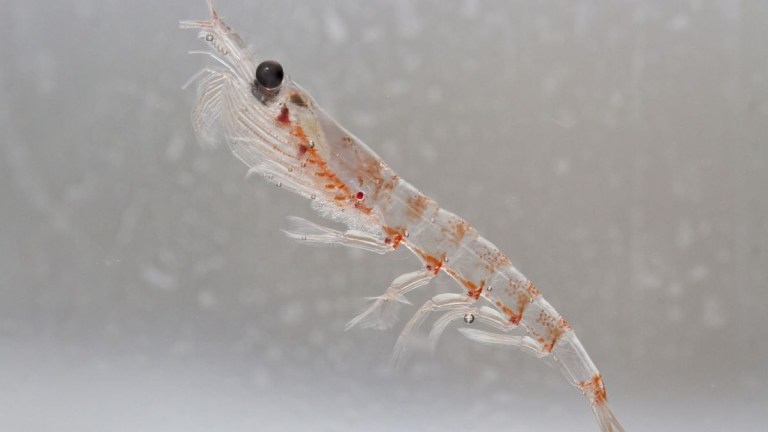 Close-up of a transparent shrimp-like creature against a gray background.