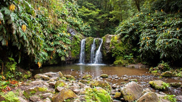 Small waterfall surrounded by lush green foliage and rocks.