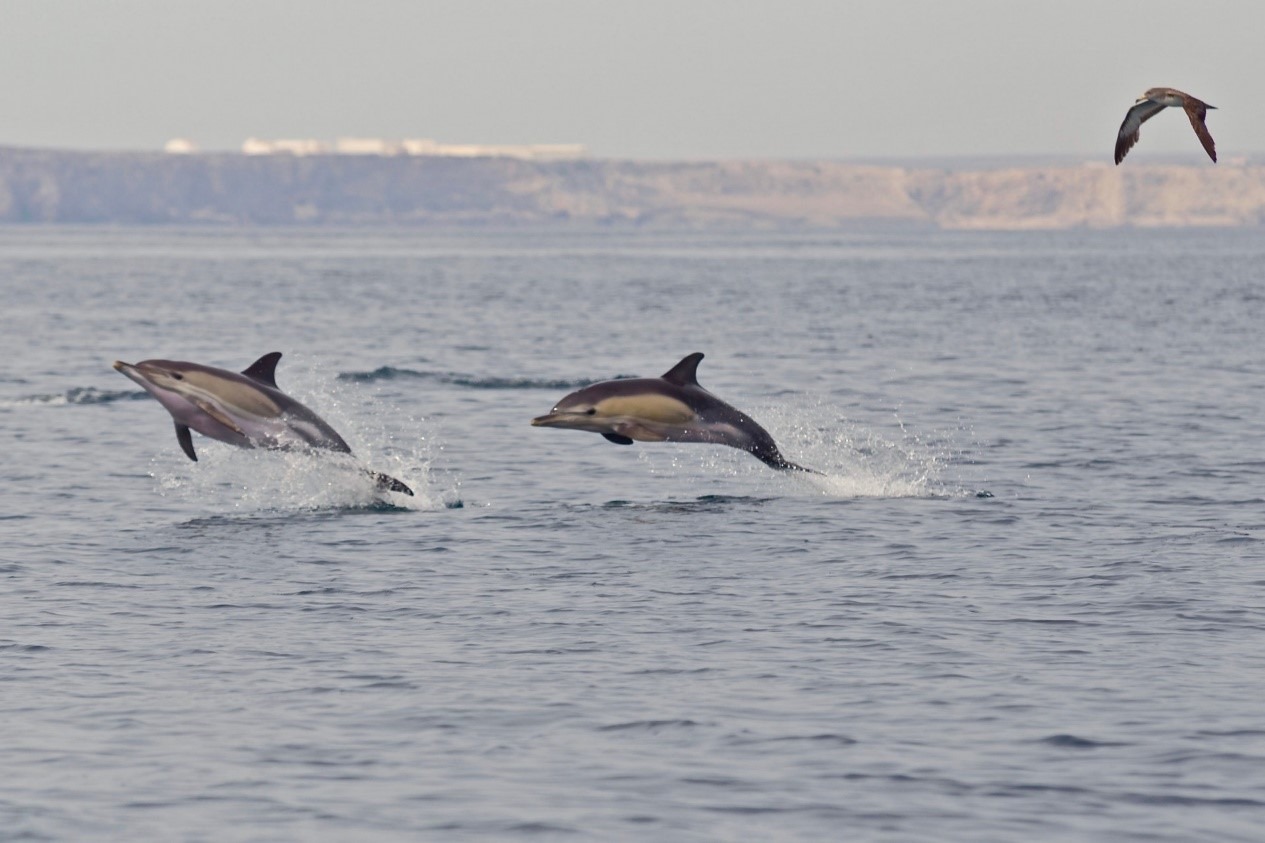 Three dolphins leaping out of the ocean near a distant coastline.