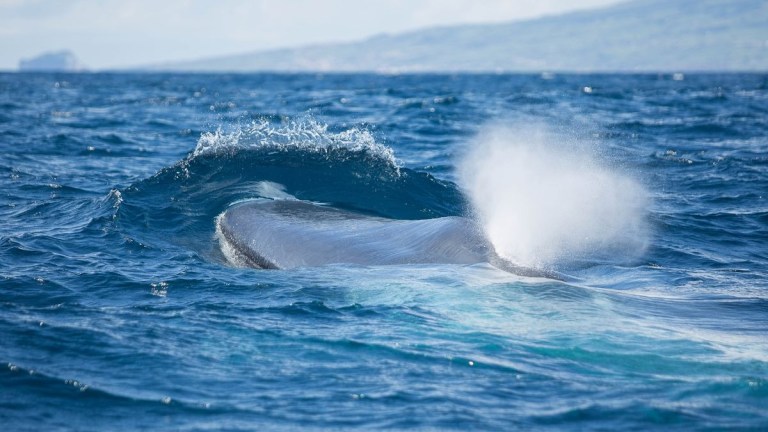 Whale surfacing with water spout in the ocean.