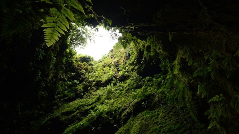 View from inside a cave with lush green foliage at the entrance.
