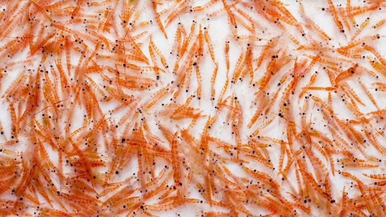 Dense cluster of small orange shrimp on a white background.