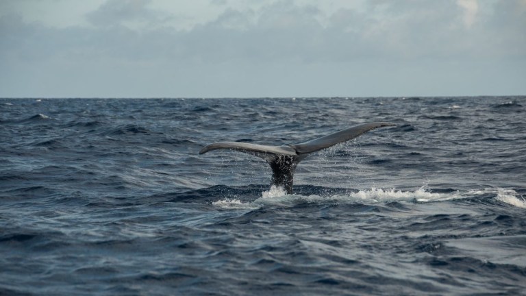 Whale tail emerging from the ocean against a cloudy sky.