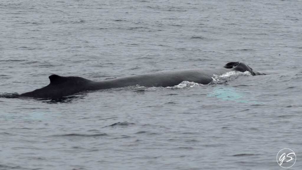 Whale swimming in open water, partially submerged.