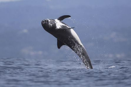 Pilot whale breaching above ocean surface against a blue sky.