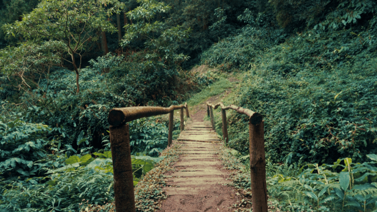 Narrow wooden bridge with moss-covered railings in a lush forest.