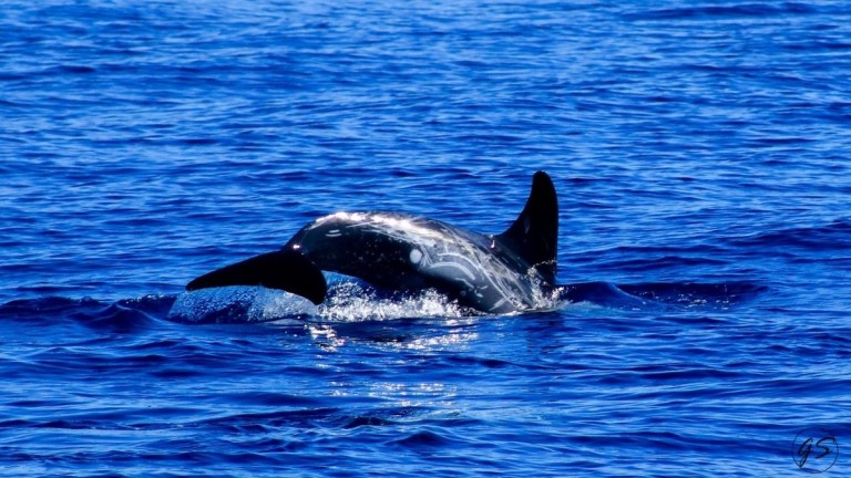 Orca fin and back surfacing in calm blue ocean water.
