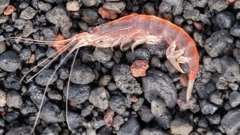 Close-up of a shrimp on black pebbles.