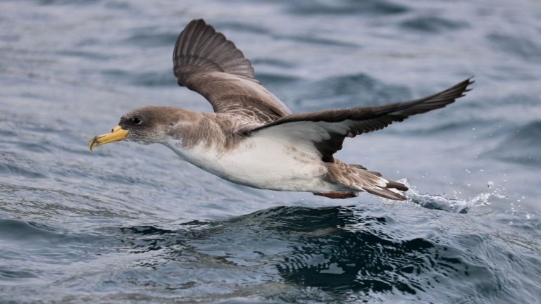 Seabird flying low over ocean waves with wings outstretched.