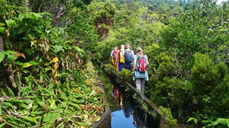 People hiking along narrow forest trail with lush greenery.
