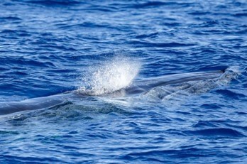 Whale partially submerged in ocean with water spraying from blowhole.