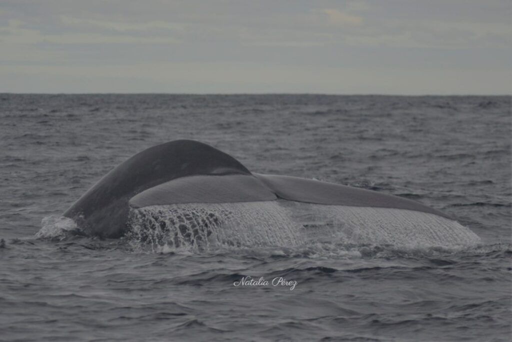 Whale diving into the ocean with part of its tail visible above the water.