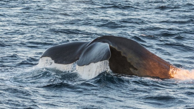 Whale tail emerging from the ocean waves.