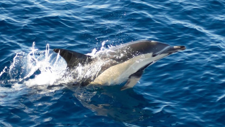 Dolphin jumping out of blue ocean waves.