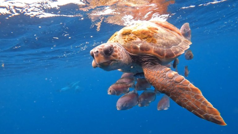 Sea turtle swimming in clear blue water with small fish around.