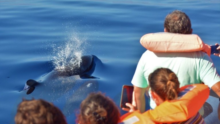 People on a boat observing a dolphin surfacing in calm blue water.
