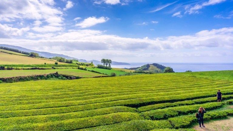 People walking in lush tea fields with ocean and hills in the background.