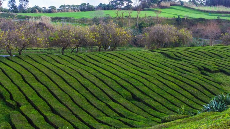Lush green terraced fields with trees under a clear sky.