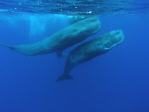 Cachalotes / Sperm Whales