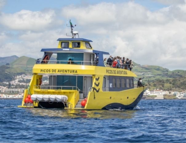 Whale Watching Azores