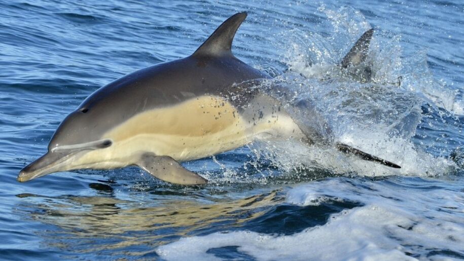 Artigo Os Nossos Companheiros Golfinhos Comuns