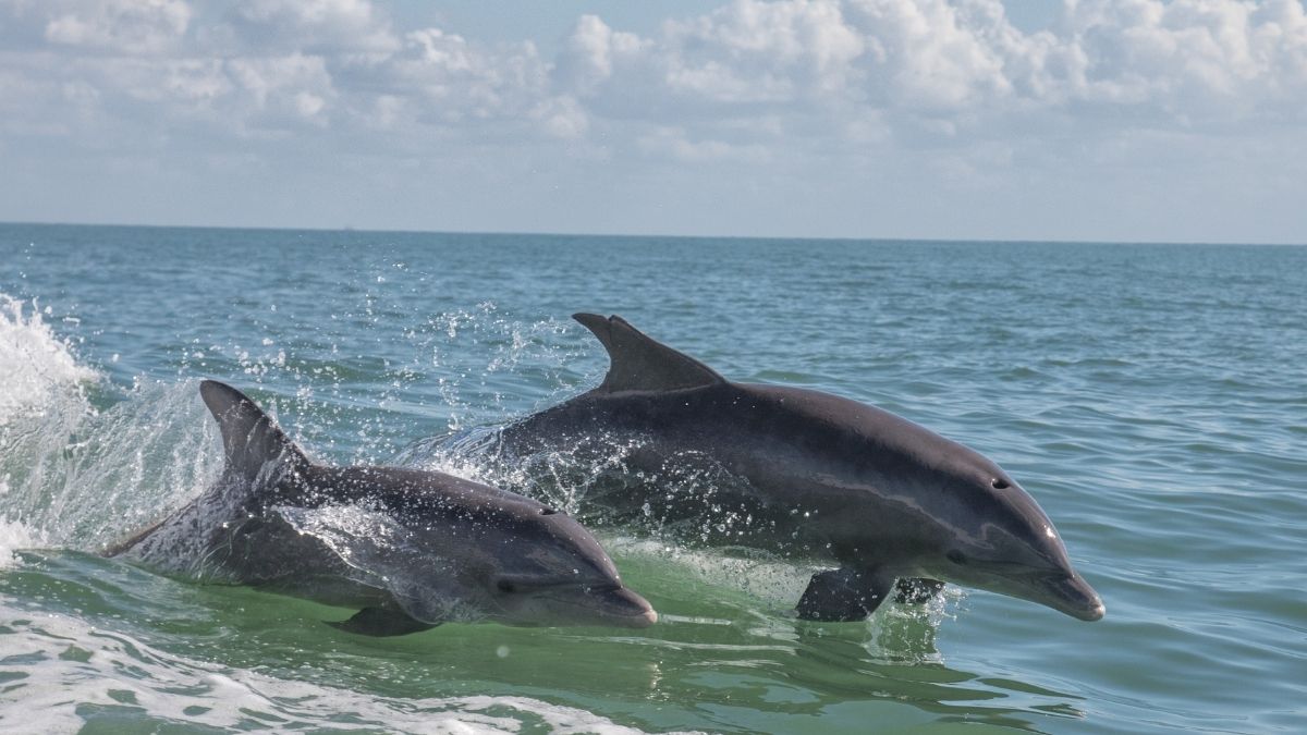 Artigo Golfinhos Roazes