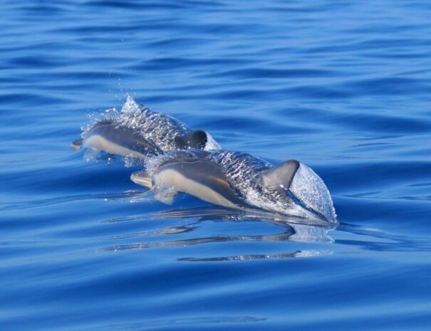 Mergulho com golfinhos