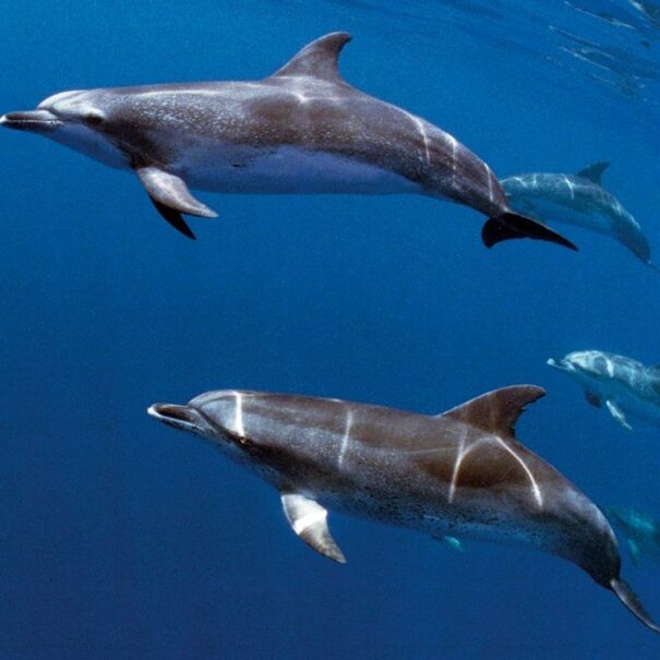 Natação com Golfinhos