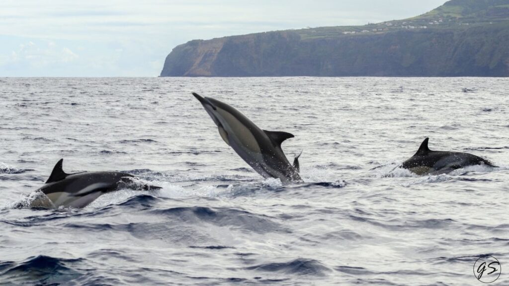 blog picos de aventura avistamentos 2021 golfinho comum 1