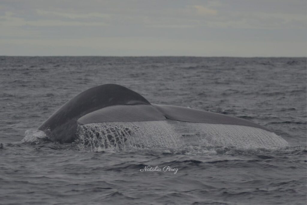 blog picos de aventura fevereiro baleia azul