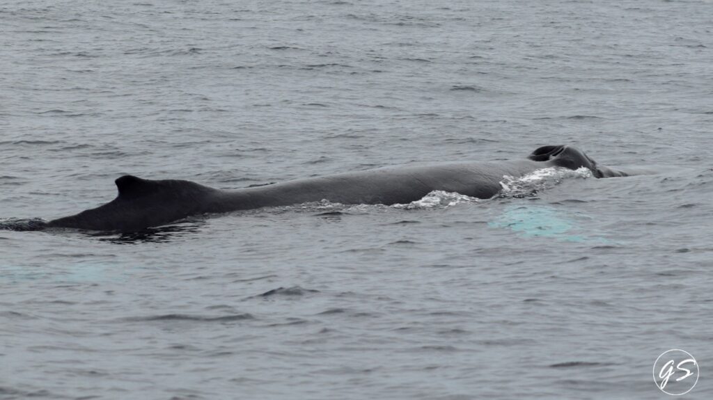 blog picos de aventura fevereiro baleia de bossa