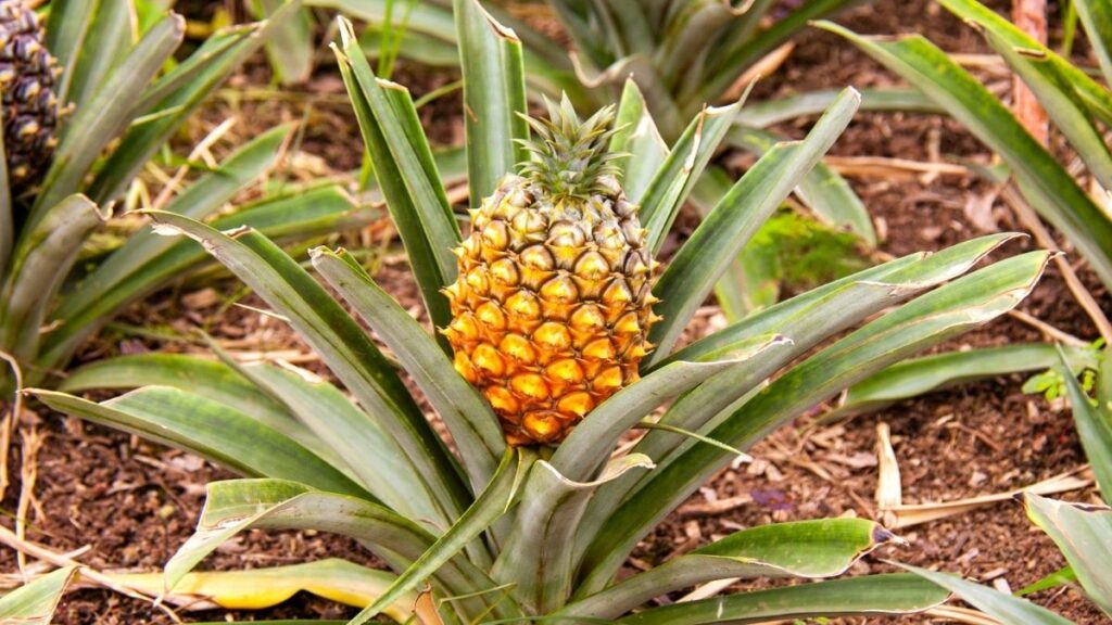 blog picos de aventura ponta delgada ananases