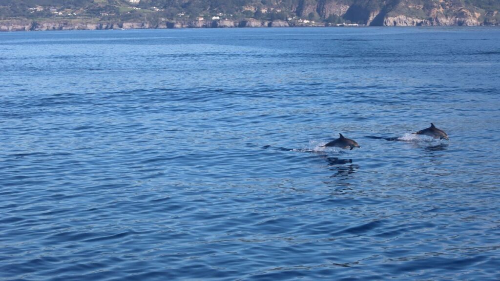 blog picos de aventura sperm whale scale 2 1