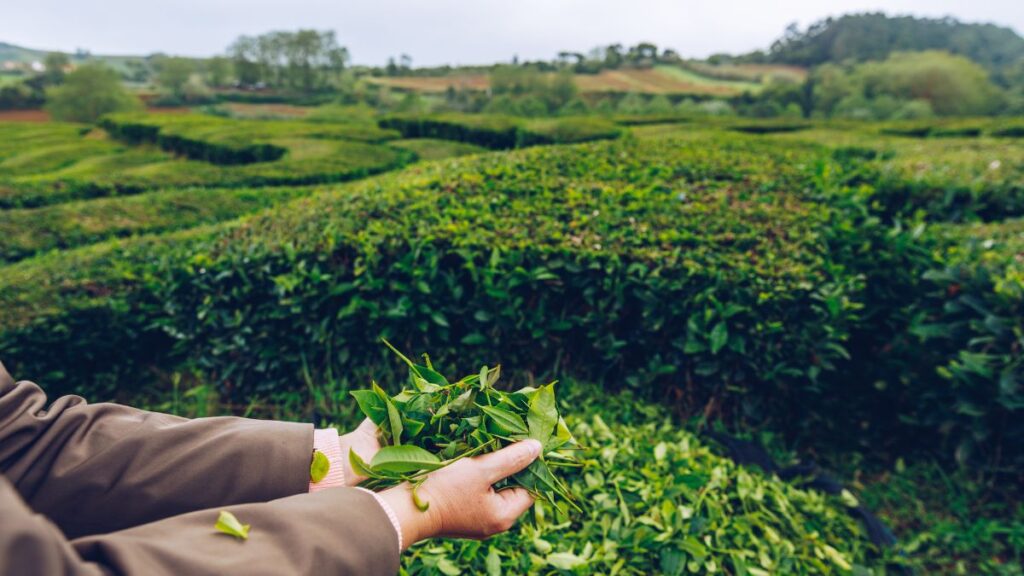 Outono em São Miguel: 5 experiências para viver esta estação 4 blog picos de aventura outono sao miguel
