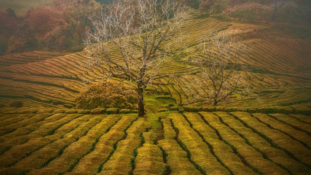 Outono em São Miguel: 5 experiências para viver esta estação 2 blog picos de aventura outono sao miguel 2