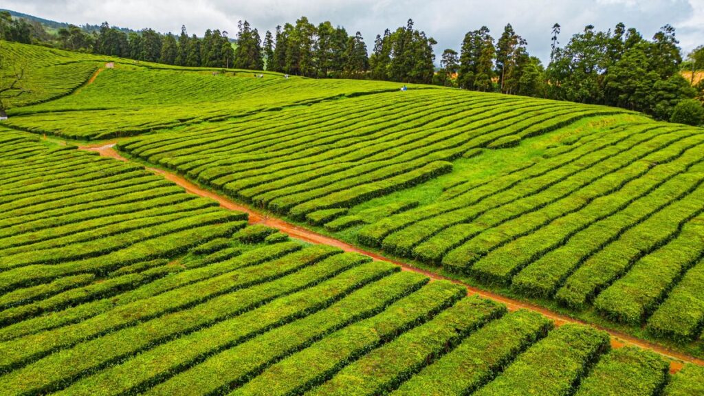 Outono em São Miguel: 5 experiências para viver esta estação 3 blog picos de aventura outono sao miguel 3