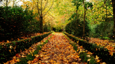 Outono em São Miguel