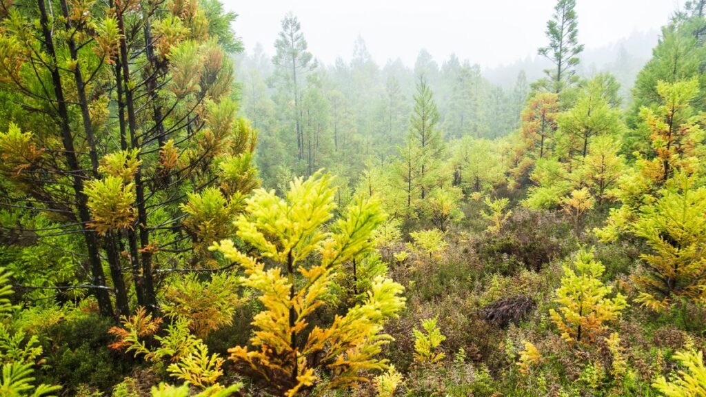 Caminhadas em família em São Miguel e Terceira 14 blog caminhadas em familia sao miguel e terceira 2 4