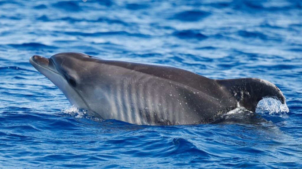 blog picos de aventura observacao de cetaceos 2