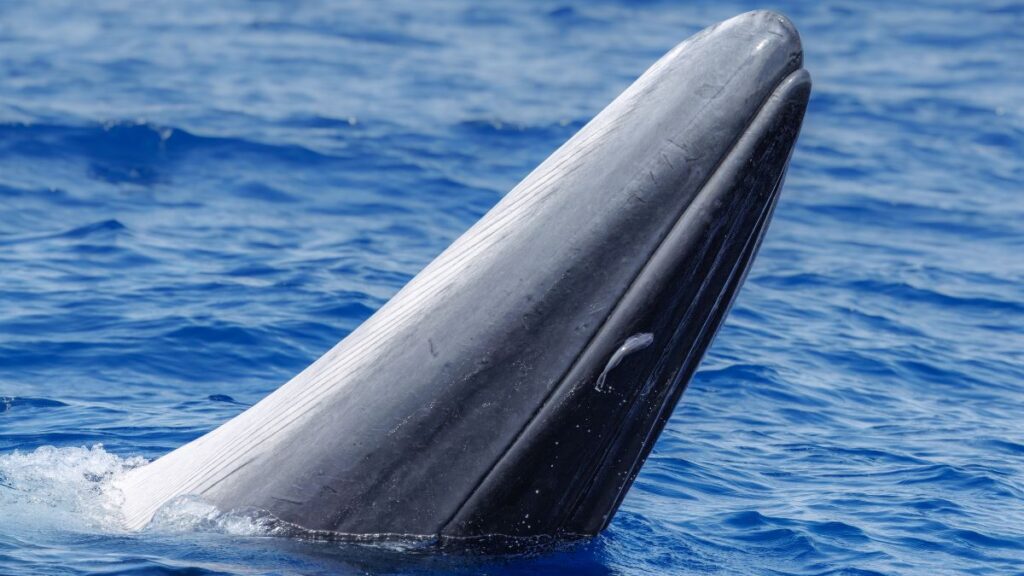 blog picos de aventura observacao de cetaceos 2 2