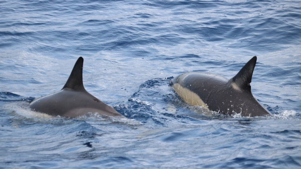 blog picos de aventura observacao de cetaceos 3