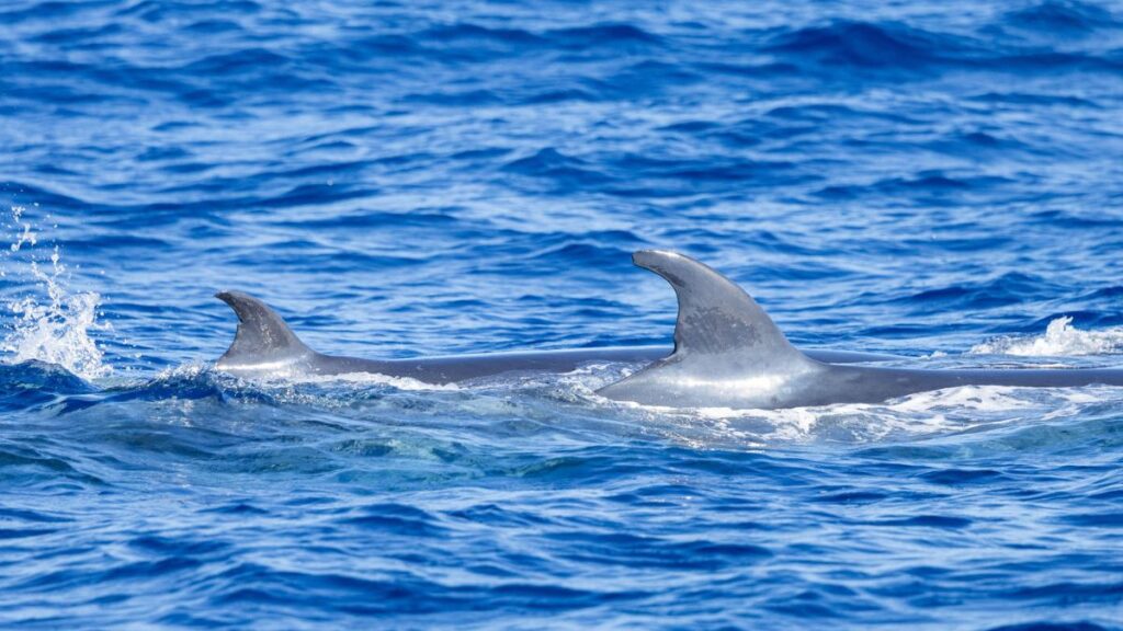 blog picos de aventura aventuras 2