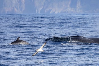 blog picos de aventura avistamentos 2 2