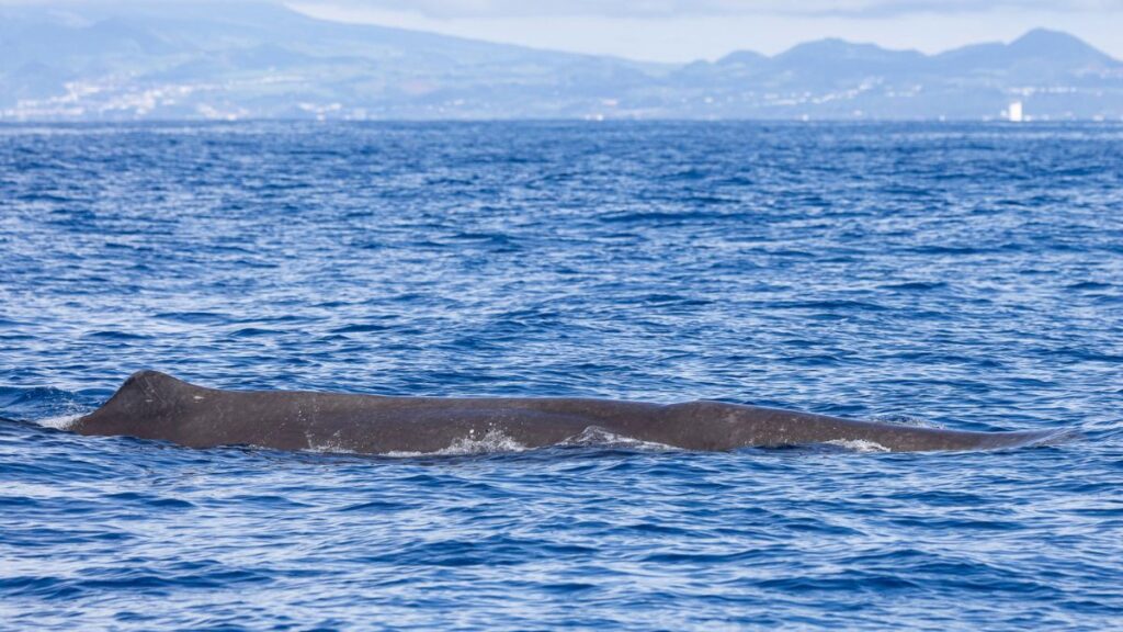 blog picos de aventura avistamentos 2 4