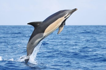 blog picos de aventura avistamentos 4 1