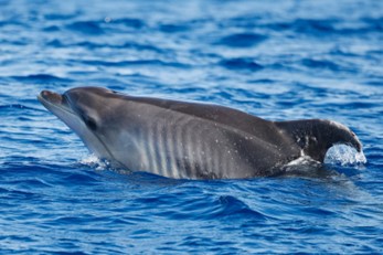 blog picos de aventura avistamentos 5