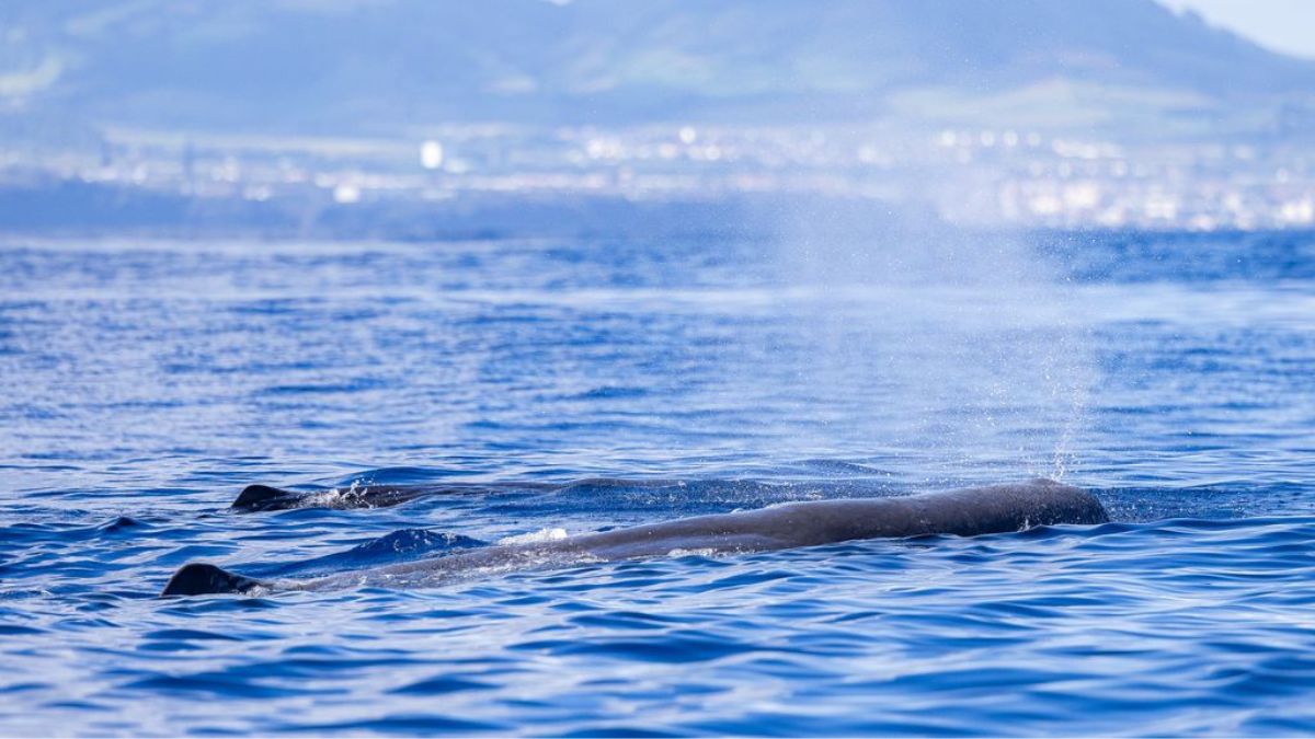 O que comem os cachalotes nos Açores?