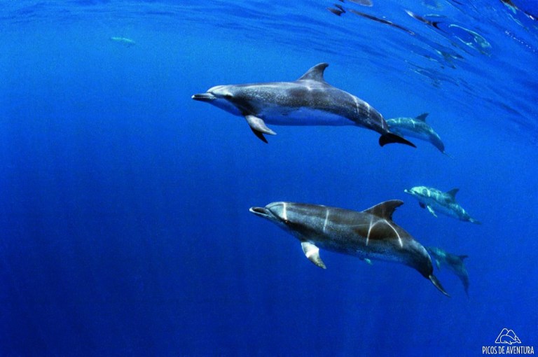 Four dolphins swimming in clear blue ocean water.